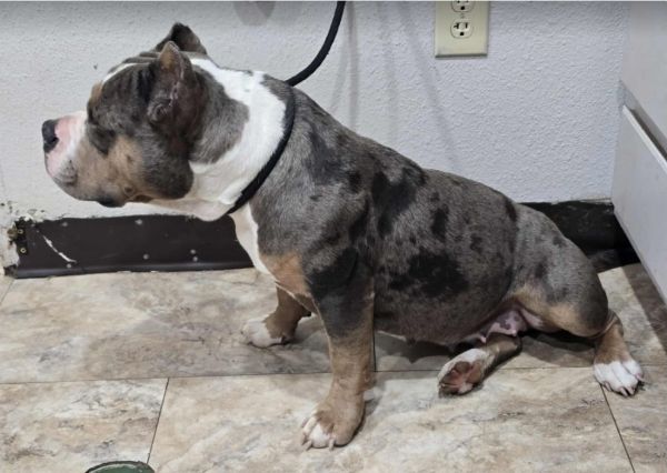 Dorothy Hw+ thumbnail 3