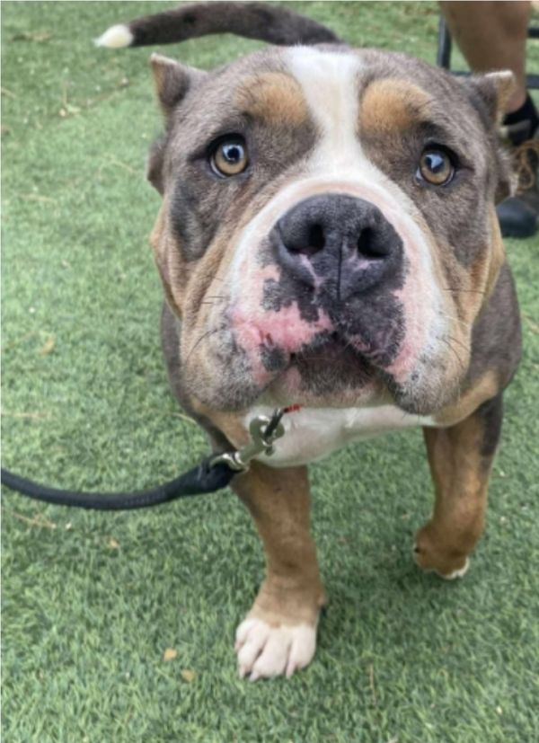 Dorothy Hw+ thumbnail 4