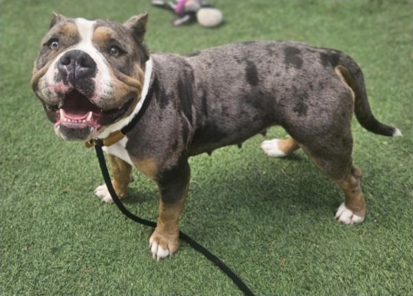 Dorothy Hw+ thumbnail 5