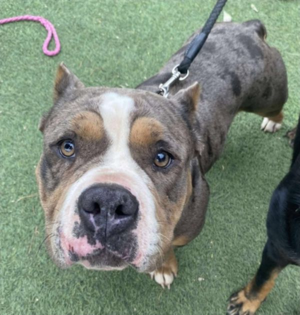 Dorothy Hw+ thumbnail 6