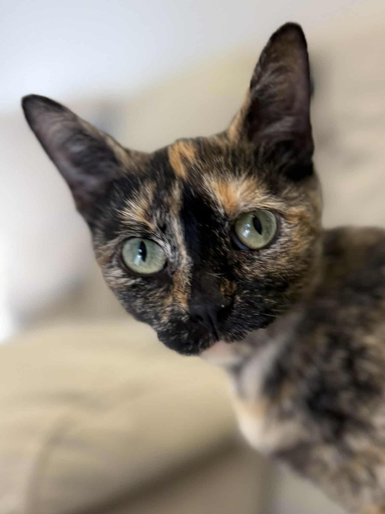 Tori the Tortie