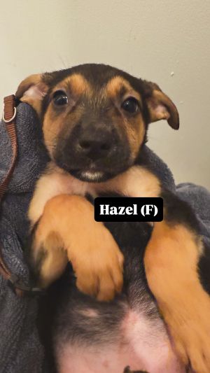 Hazel
