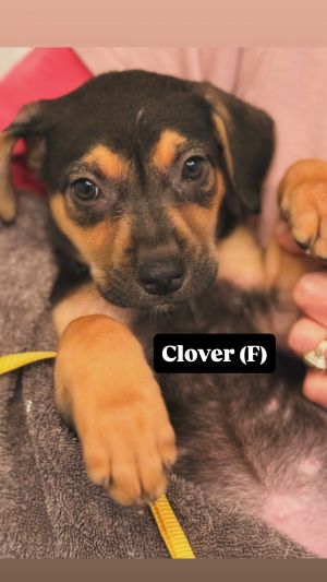 Clover