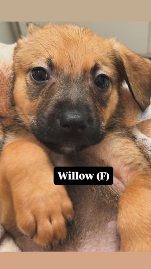 Willow