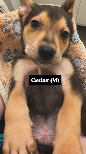 Cedar