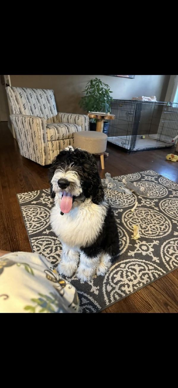 Huckleberry thumbnail 2