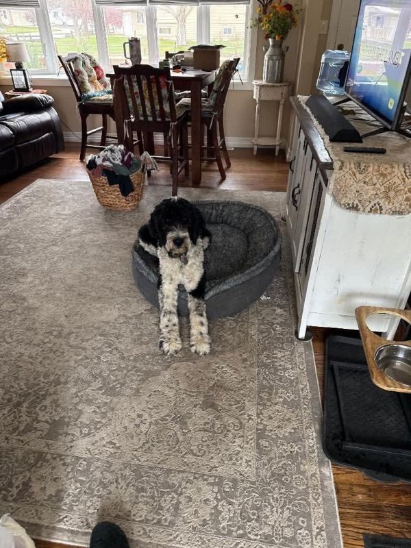 Huckleberry thumbnail 3