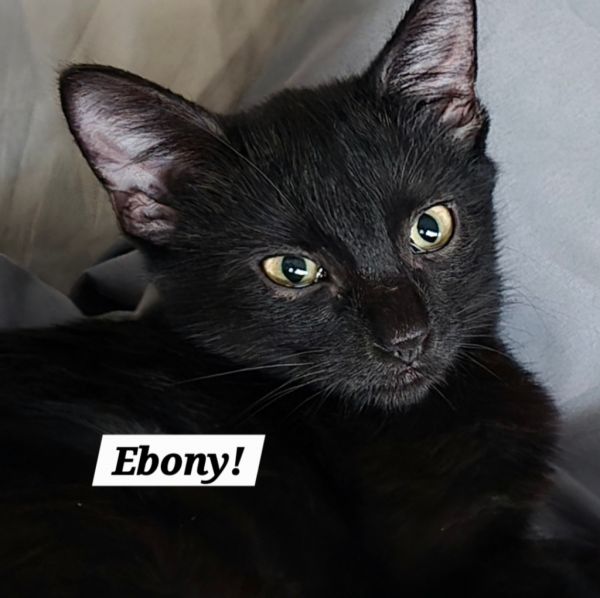 Ebony