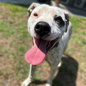 Fabric Litter: Silk (Mila)