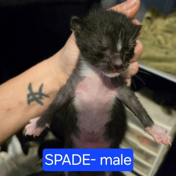 Spade thumbnail 3