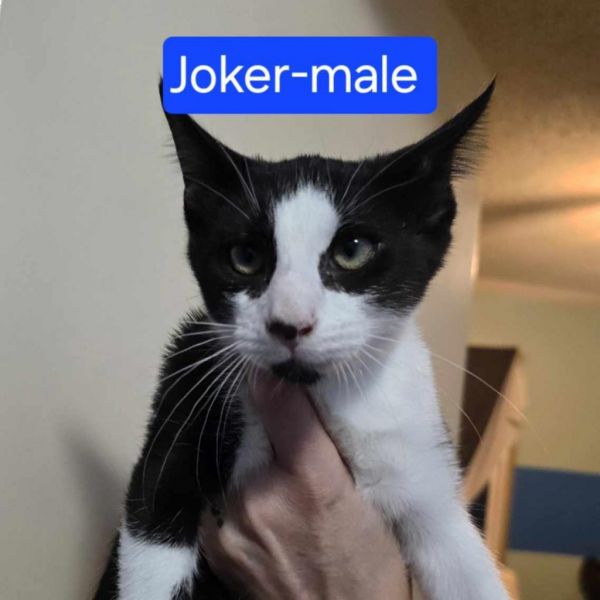 Joker thumbnail 3