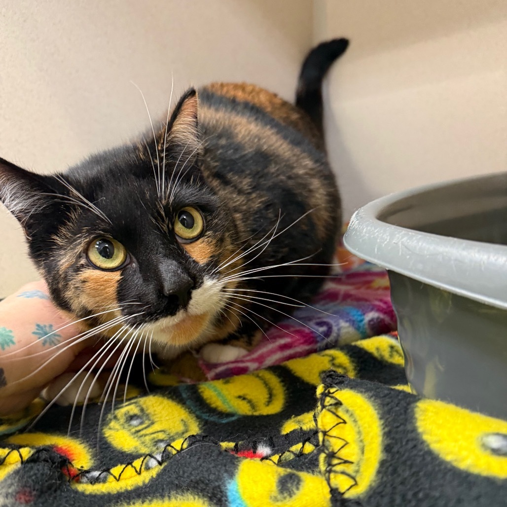 Boots, an adoptable Domestic Short Hair in Great Falls, MT, 59404 | Photo Image 1