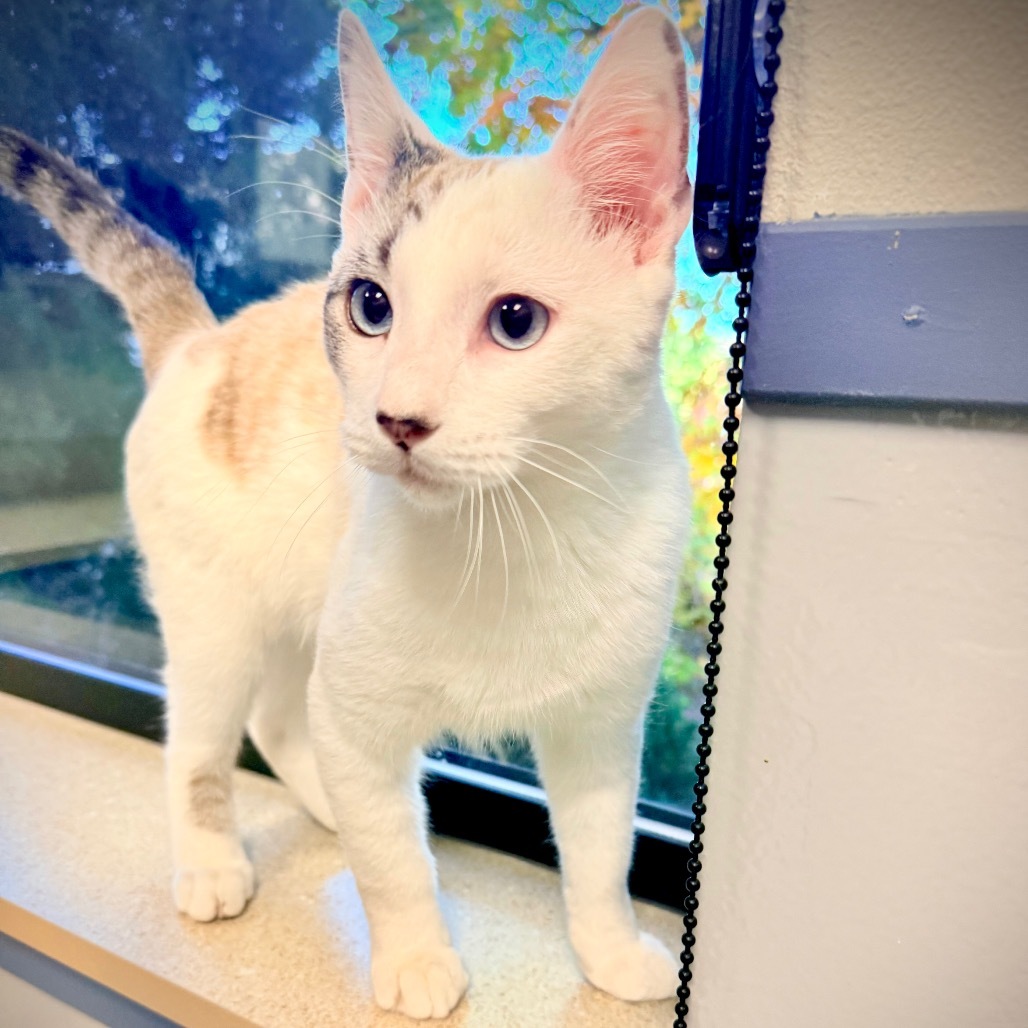 Freckles, an adoptable Domestic Short Hair, Snowshoe in Great Falls, MT, 59404 | Photo Image 1