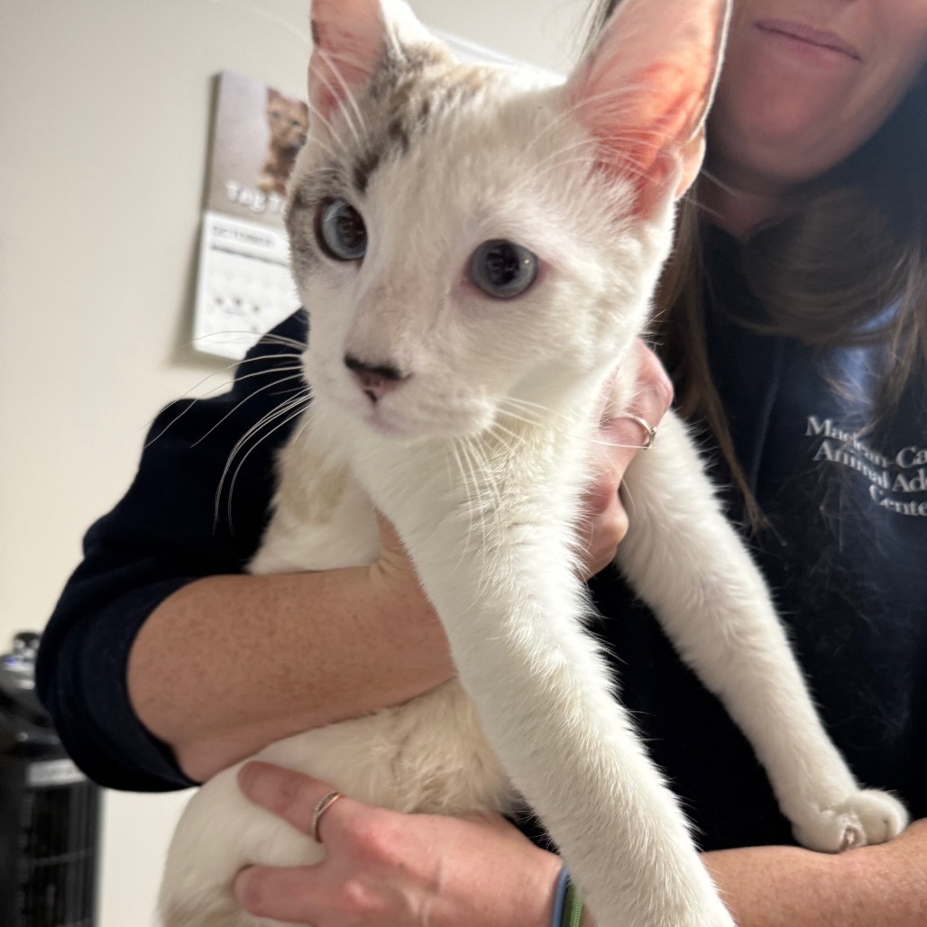 Freckles, an adoptable Domestic Short Hair, Snowshoe in Great Falls, MT, 59404 | Photo Image 2
