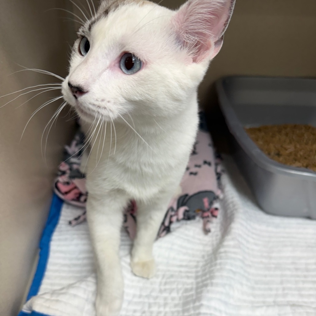 Freckles, an adoptable Domestic Short Hair, Snowshoe in Great Falls, MT, 59404 | Photo Image 4