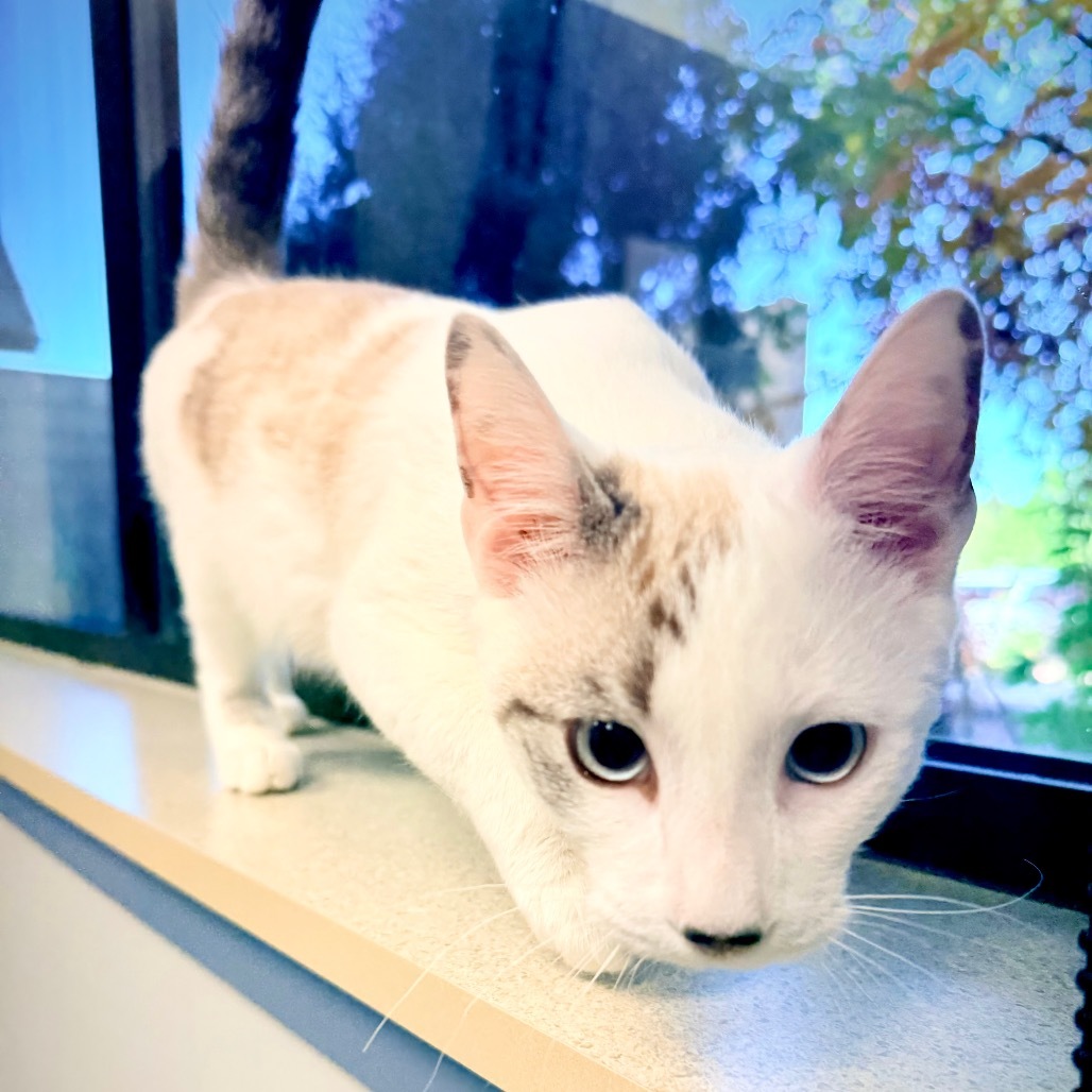Freckles, an adoptable Domestic Short Hair, Snowshoe in Great Falls, MT, 59404 | Photo Image 5