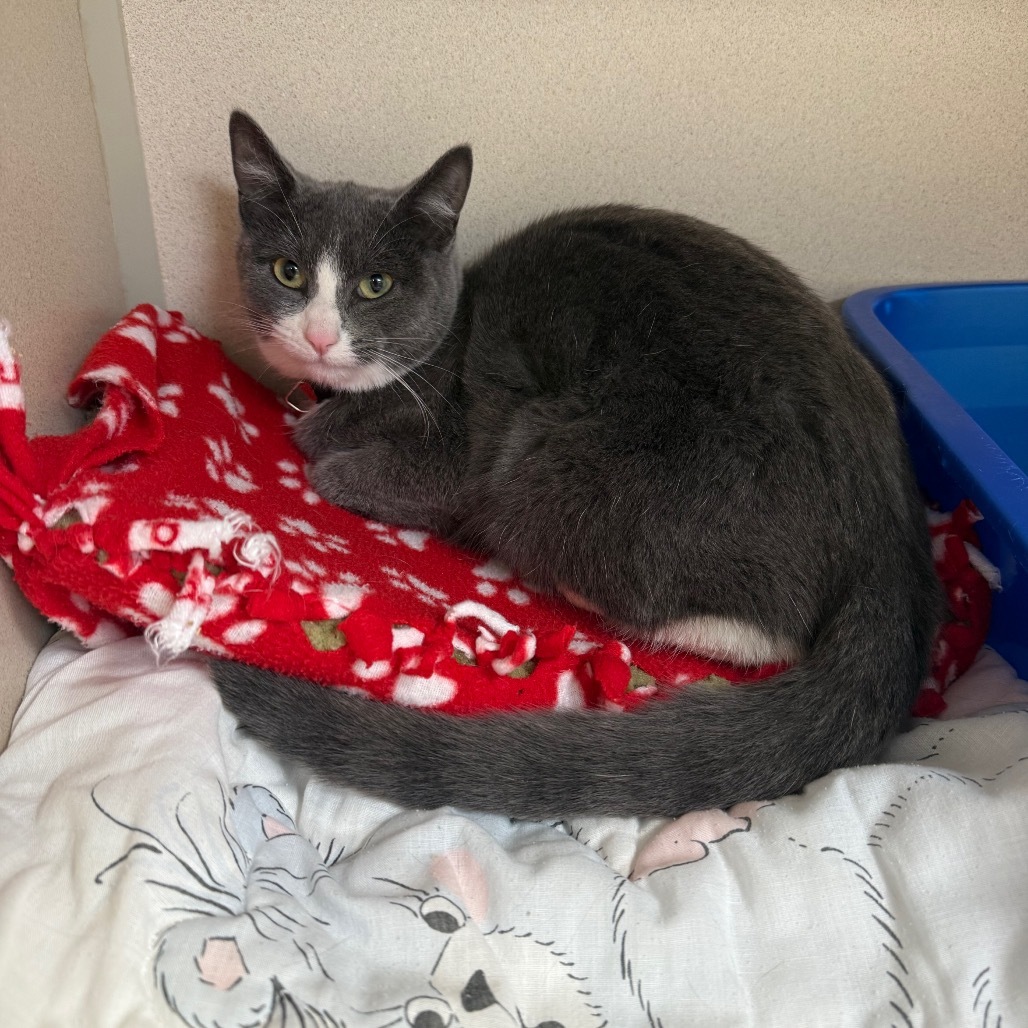 Calypso, an adoptable Domestic Short Hair in Great Falls, MT, 59404 | Photo Image 1
