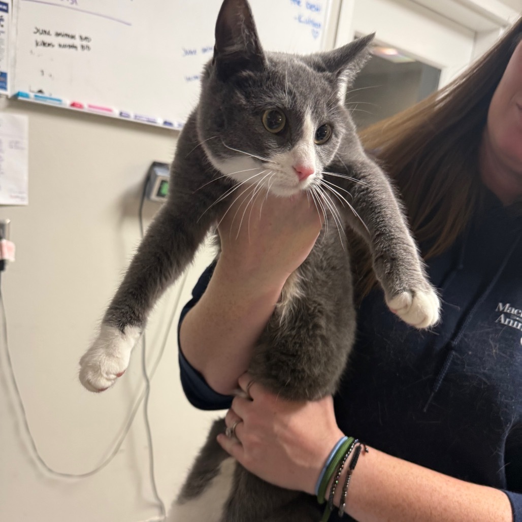 Calypso, an adoptable Domestic Short Hair in Great Falls, MT, 59404 | Photo Image 3