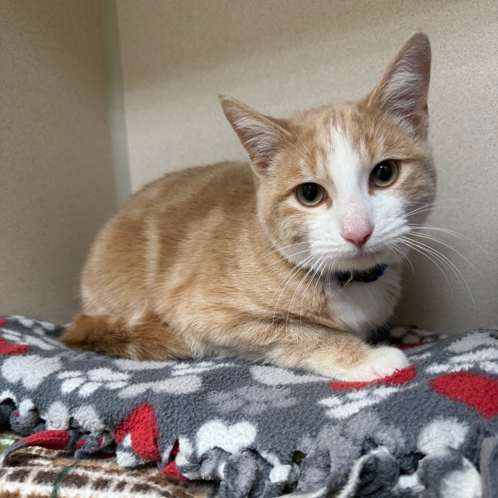 Caspian, an adoptable Domestic Short Hair in Great Falls, MT, 59404 | Photo Image 1