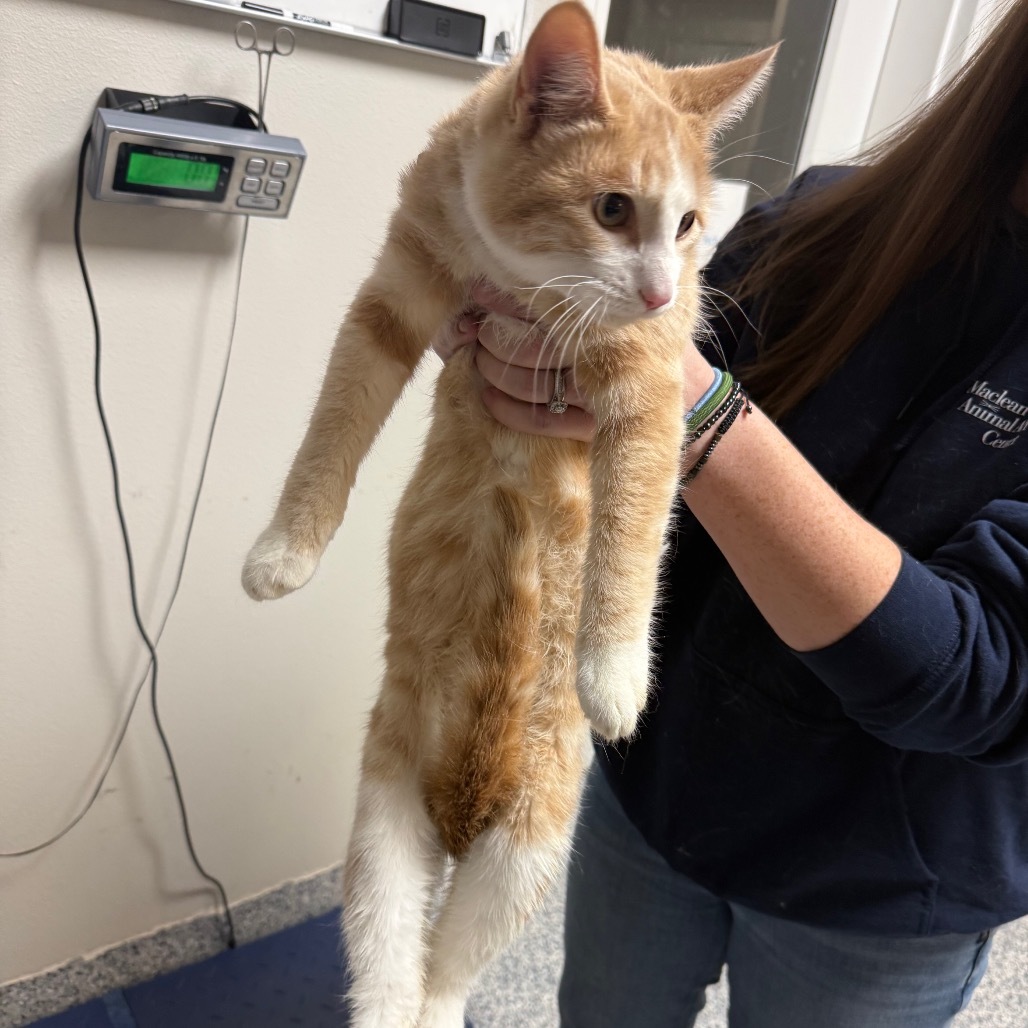Caspian, an adoptable Domestic Short Hair in Great Falls, MT, 59404 | Photo Image 2