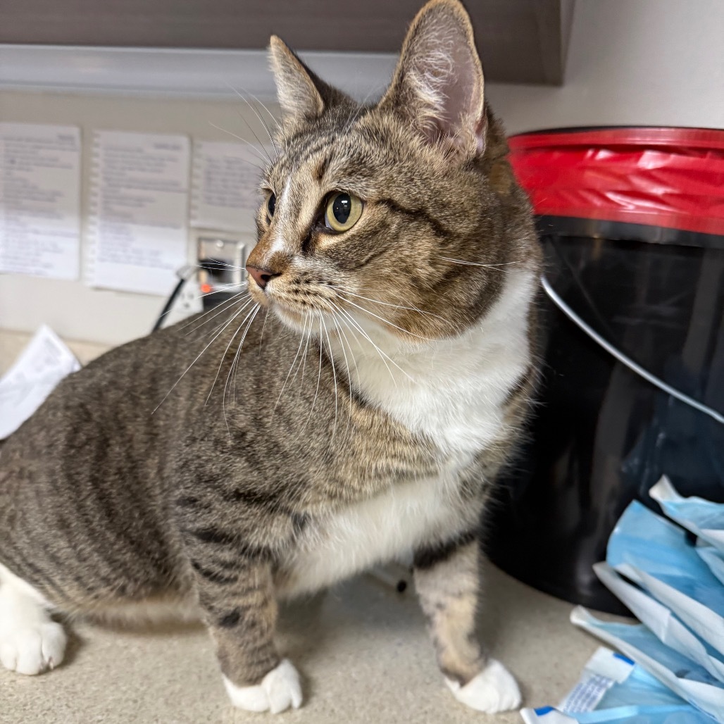 Chloe, an adoptable Domestic Short Hair in Great Falls, MT, 59404 | Photo Image 1