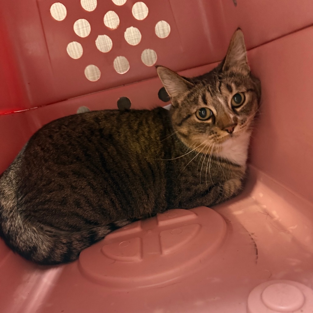 Chloe, an adoptable Domestic Short Hair in Great Falls, MT, 59404 | Photo Image 2