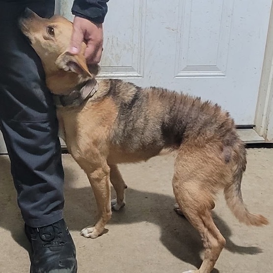 Penny Lane thumbnail 2