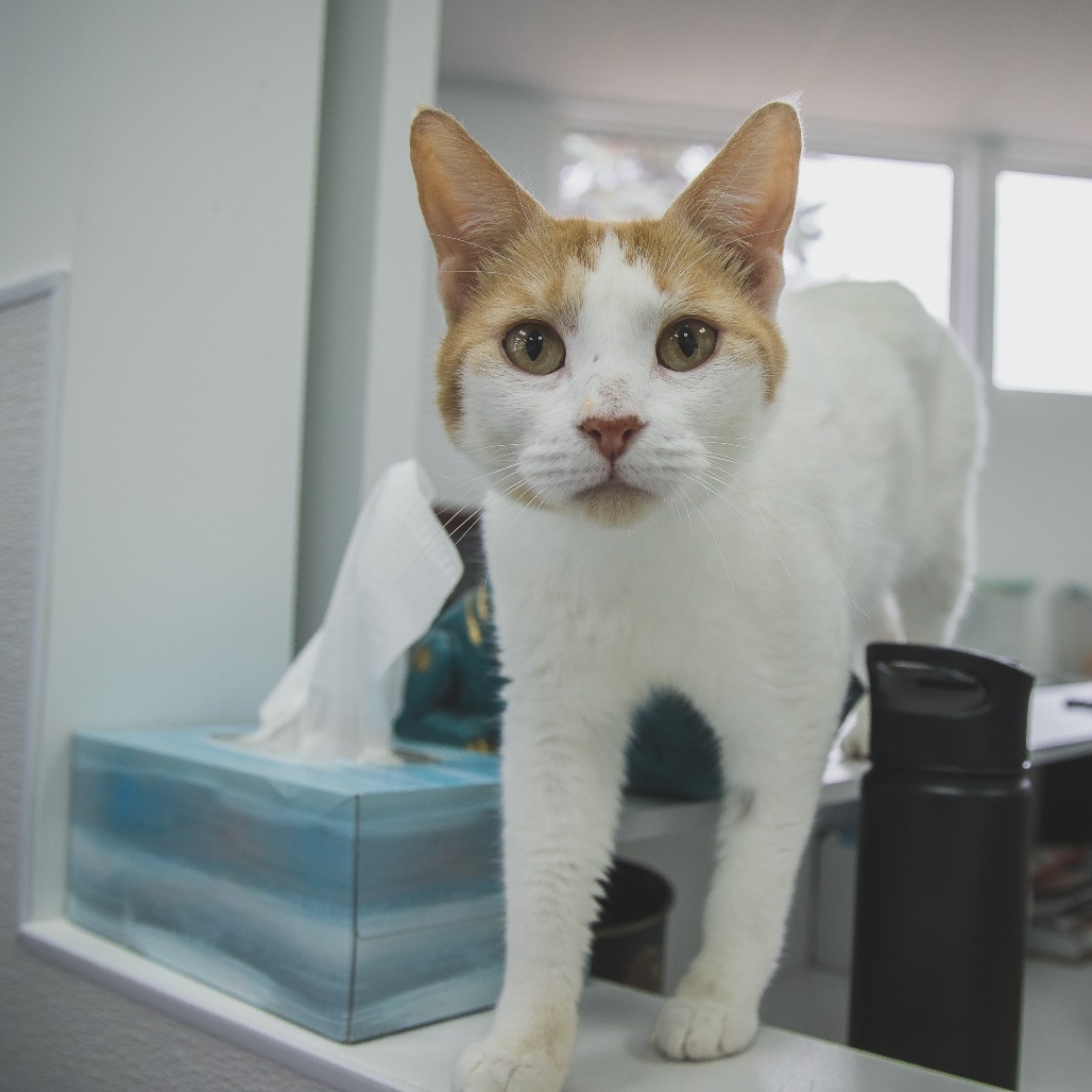 Red (Holland Cat Cove)