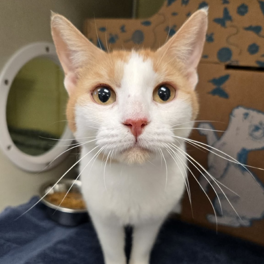 Red (Holland Cat Cove)