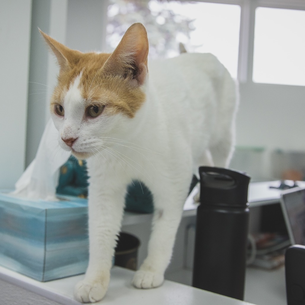 Red (Holland Cat Cove)