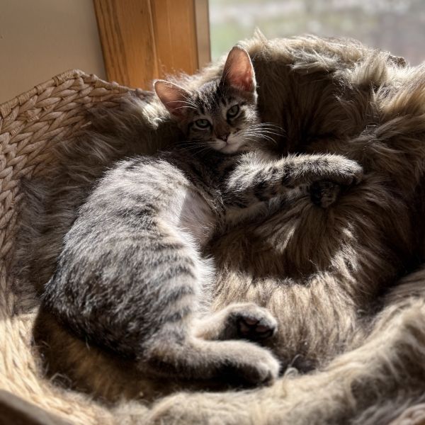 Sprinkles thumbnail 2