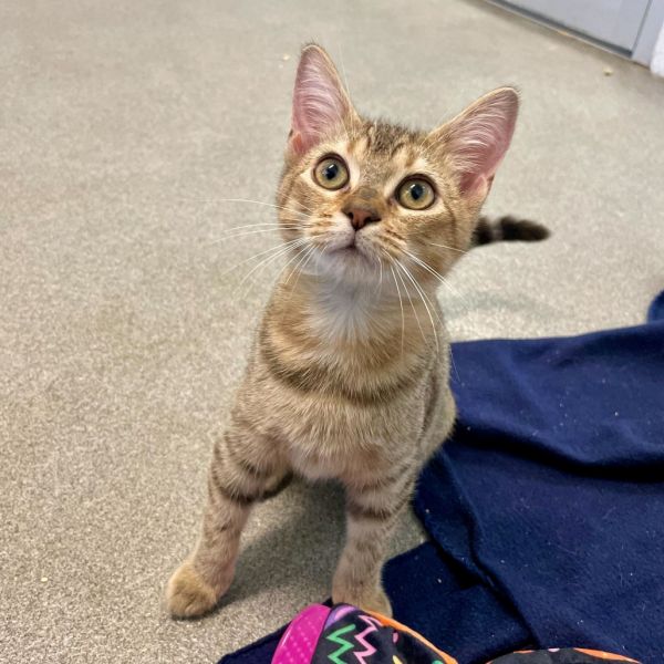 Clean Linen thumbnail 2