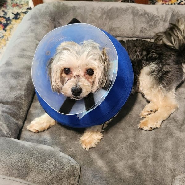 Flapjack thumbnail 3