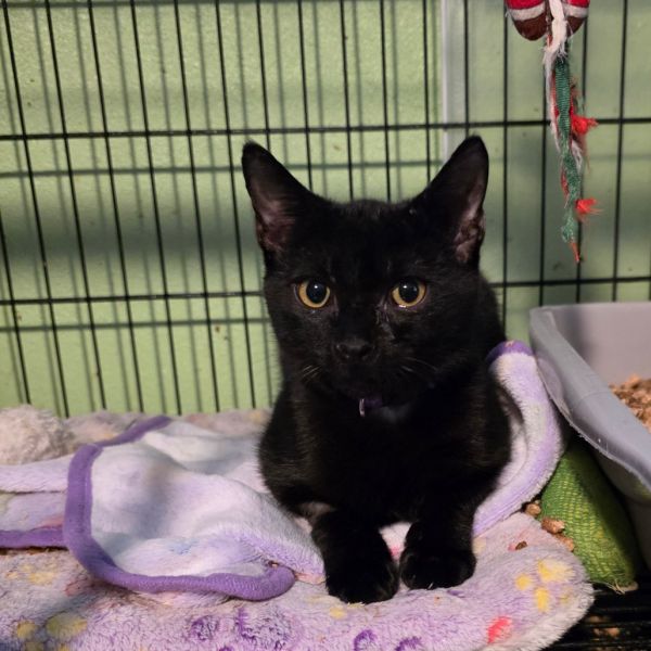 Absinthe thumbnail 2