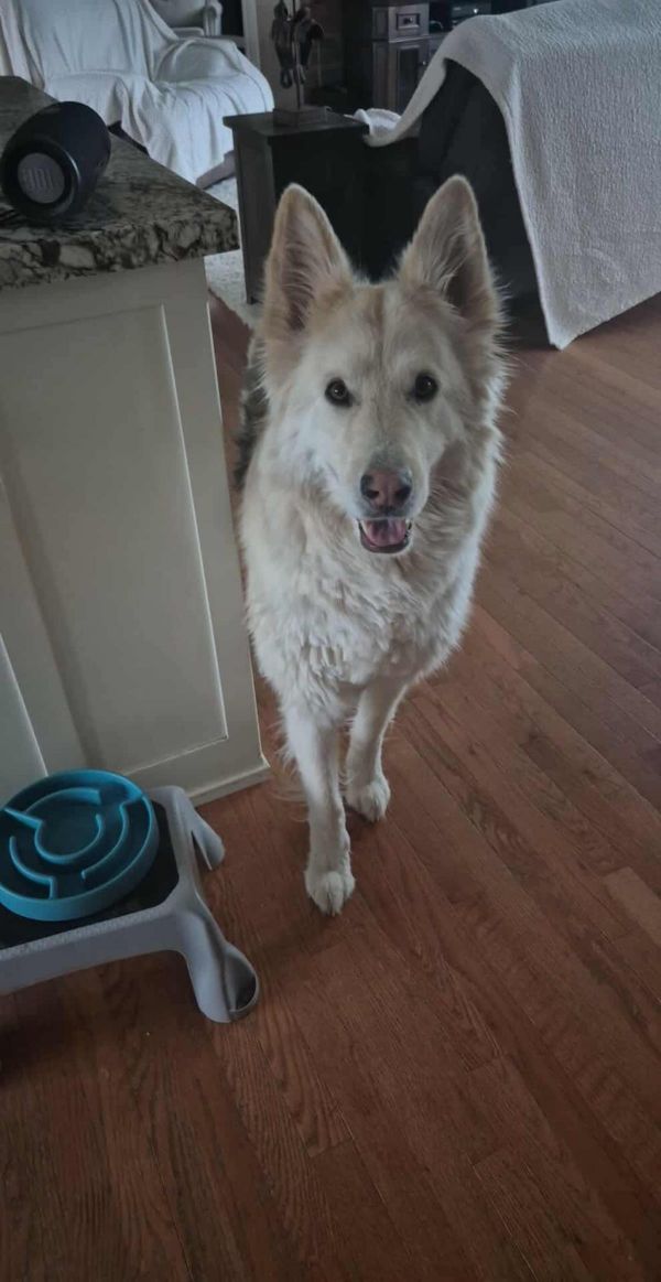 Thor And Delilah thumbnail 3