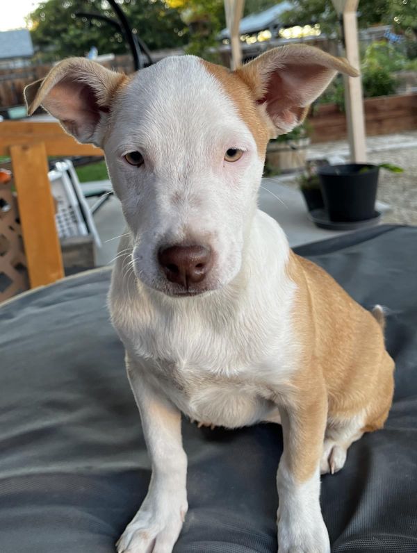 Spice Aka Pretty Girl thumbnail 4