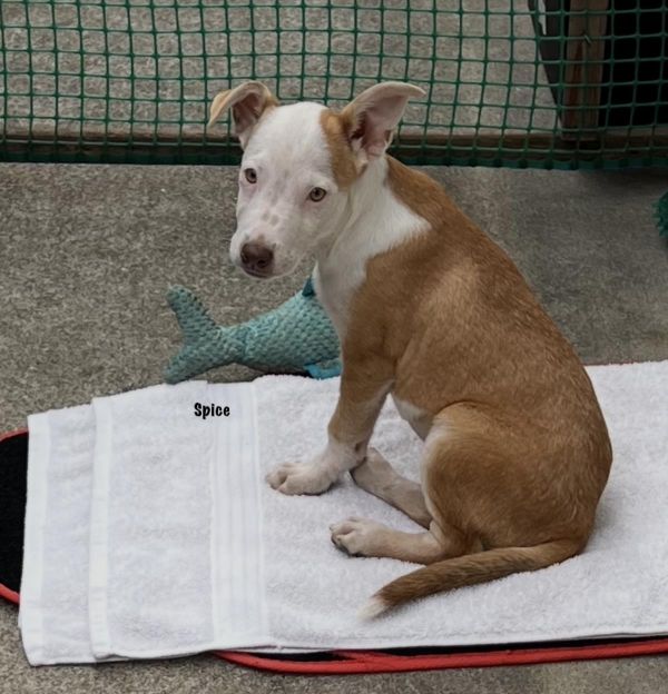 Spice Aka Pretty Girl thumbnail 6