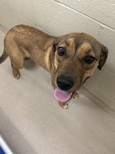 Sand Spur thumbnail 2