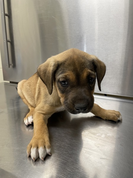 Sand Spur thumbnail 3