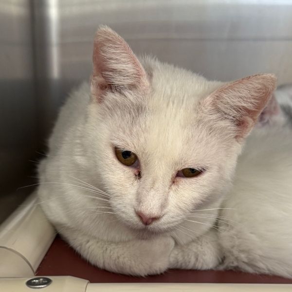 Neapolitan thumbnail 2