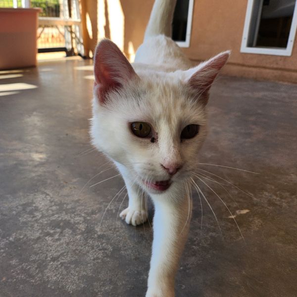 Neapolitan thumbnail 3