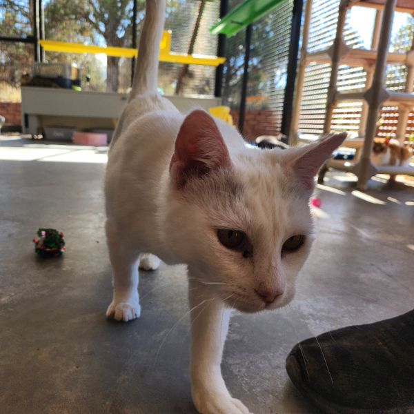 Neapolitan thumbnail 4