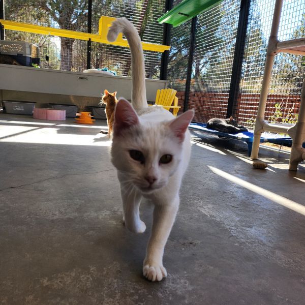 Neapolitan thumbnail 5