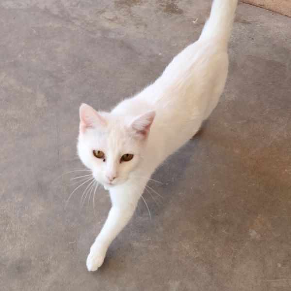 Neapolitan thumbnail 6