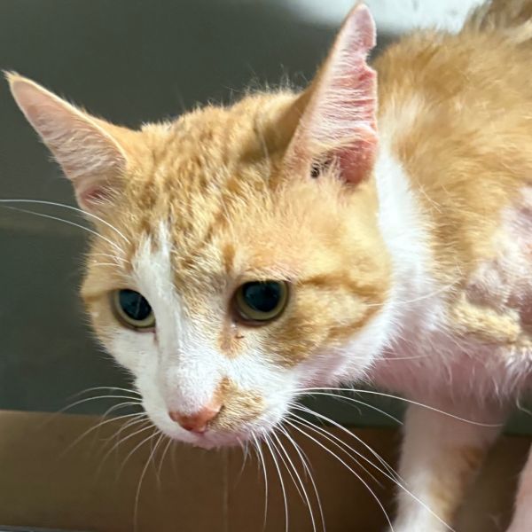 Sinclair thumbnail 2