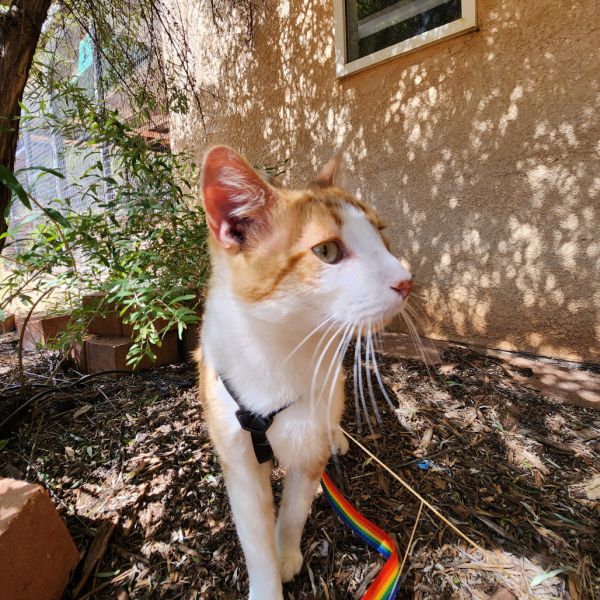 Sinclair thumbnail 4