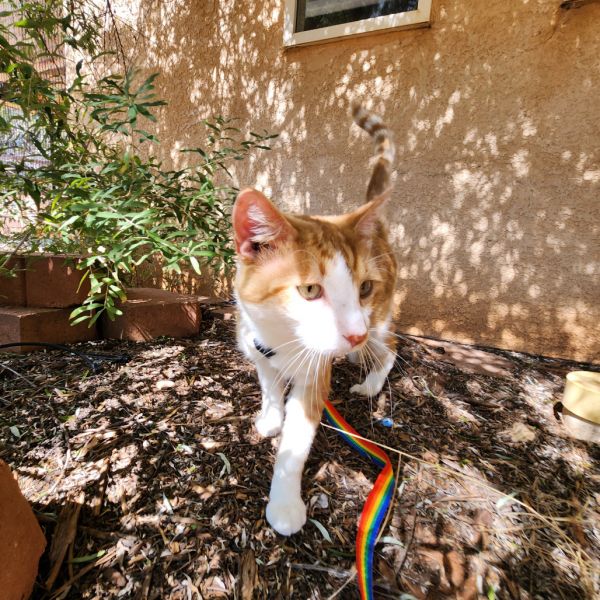 Sinclair thumbnail 5