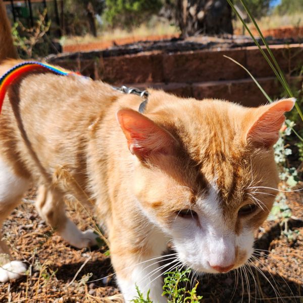 Sinclair thumbnail 6