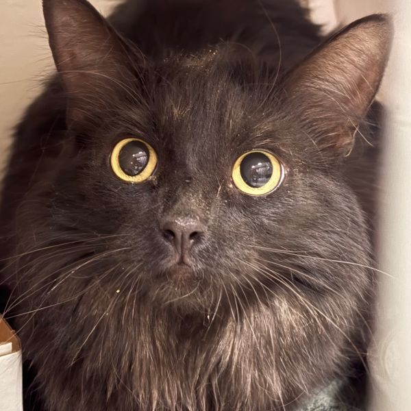 Dr. Cuddy thumbnail 2