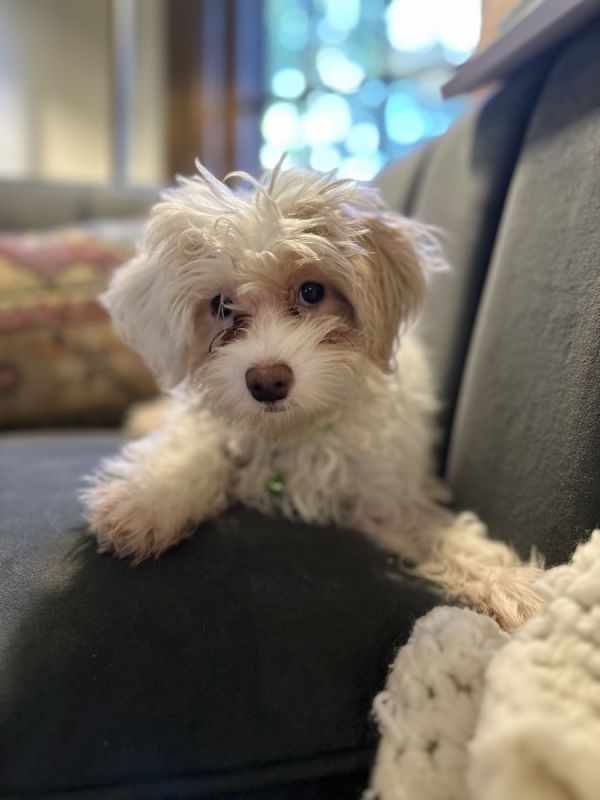 Maltipoo  Pecan thumbnail 2